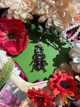 Load image into Gallery viewer, Nature Singles 1
